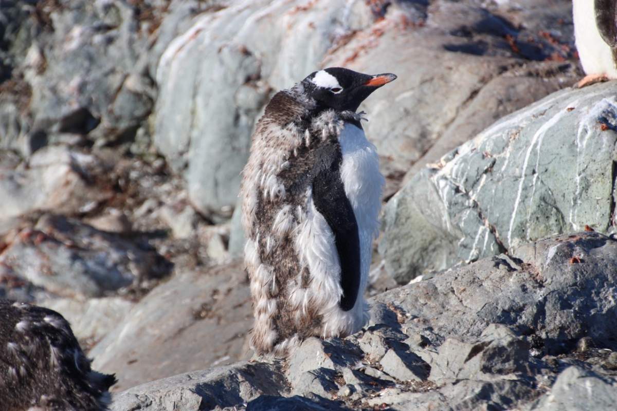 Penguin moulting like a boss, Antarctica