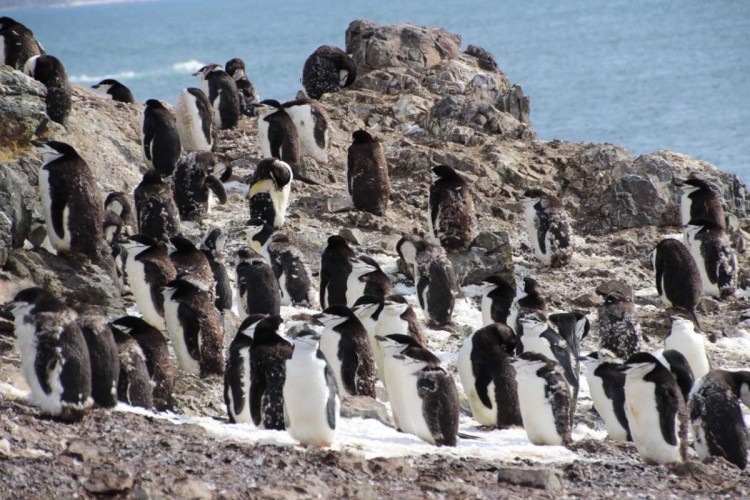 Chinstrap penguins moulting in Antarctica