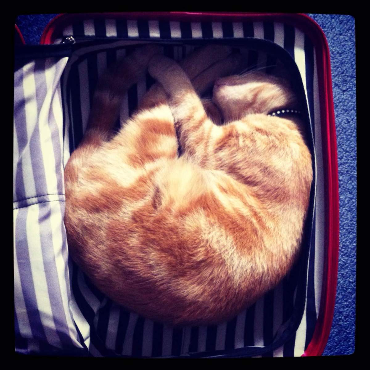 Cats just love suitcases but don't forget to remove them before you fly