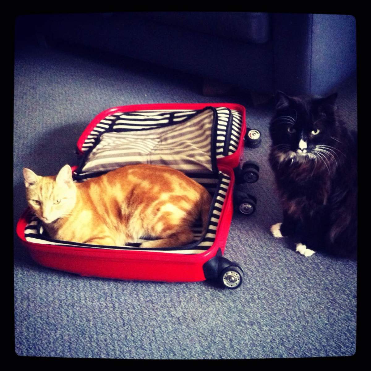 Don't Pack With Cats They Don't Really Want to Help