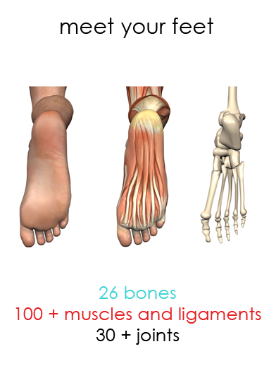 The bones_and_tendons_of_human_foot