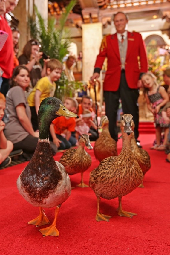 Peabody Hotel Ducks on the red carpet, image courtesy Peabody Hotel