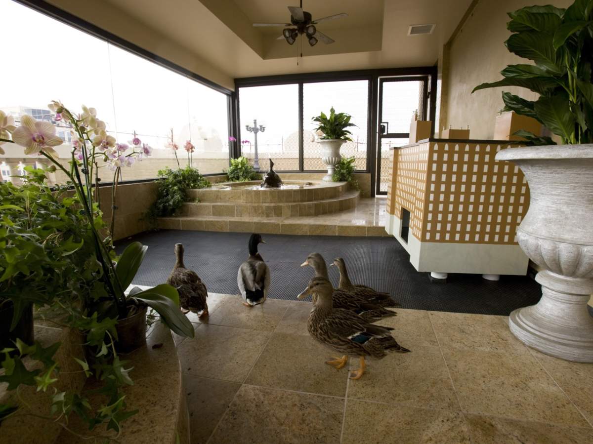 Inside the Peabody Duck's Duck Palace, image courtesy Peabody Hotel