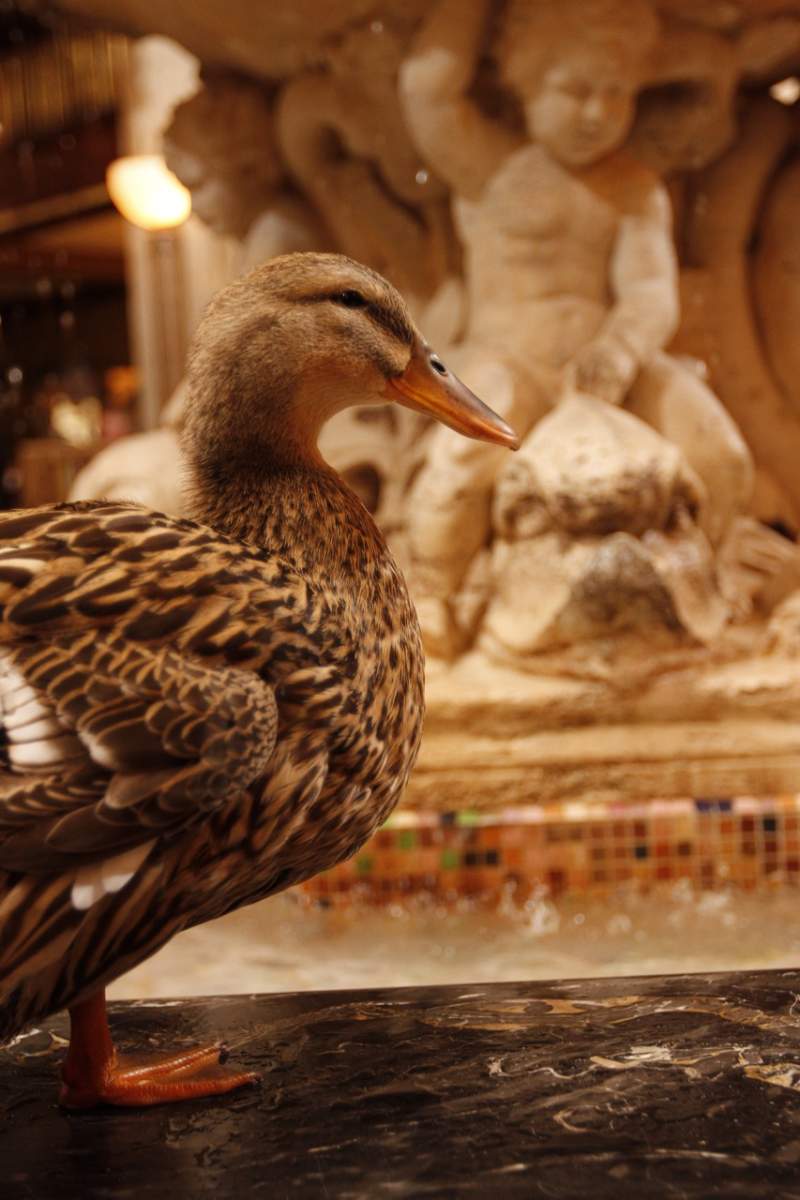 Peabody Duck at Peabody Hotel Fountain, image courtesy Peabody Hotel