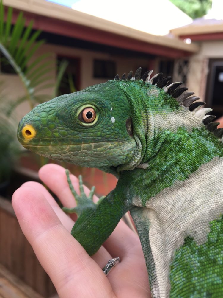 Iguana love at Kula Wild Adventure Park, Fiji