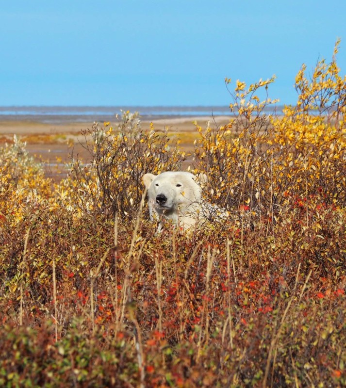 Polar bear in autumn leaves at Churchill Wild Nanuk Polar Bear Lodge, Manitoba