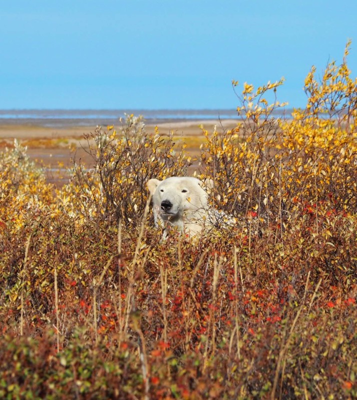 Ugabuga* - Casual Polar Bear